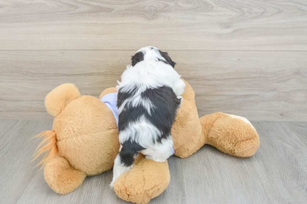 Best Teddy Bear Baby