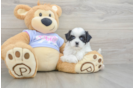 Smart Teddy Bear Designer Pup