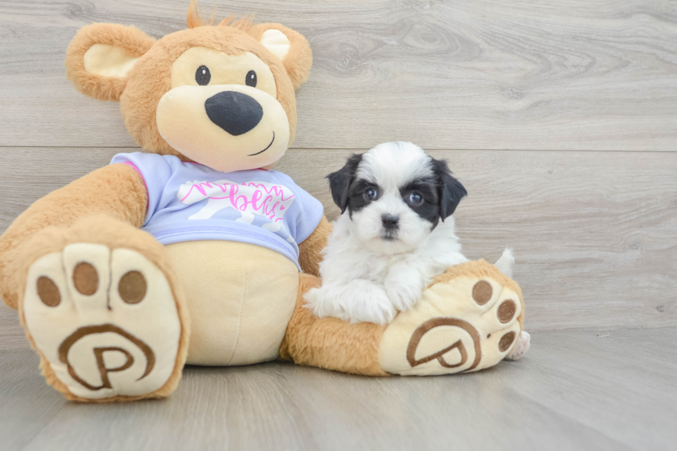 Smart Teddy Bear Designer Pup