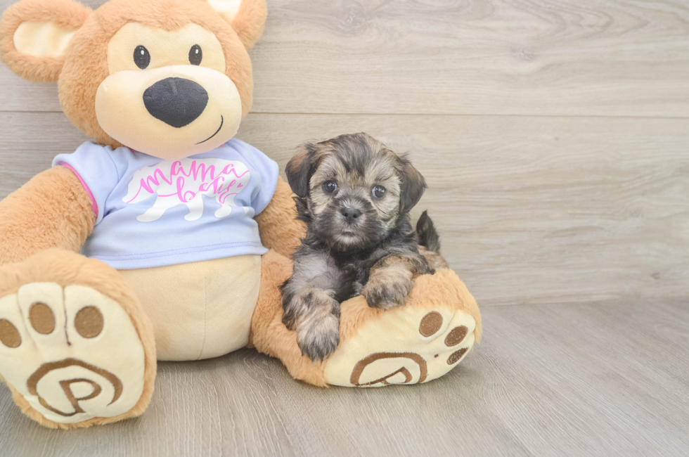 6 week old Teddy Bear Puppy For Sale - Premier Pups