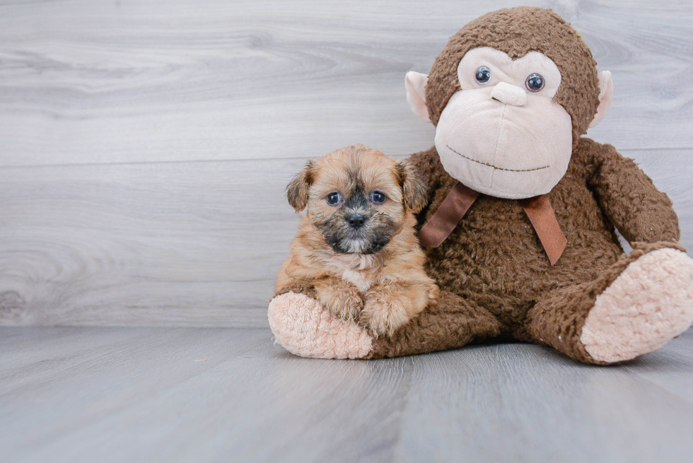 Teddy Bear Pup Being Cute