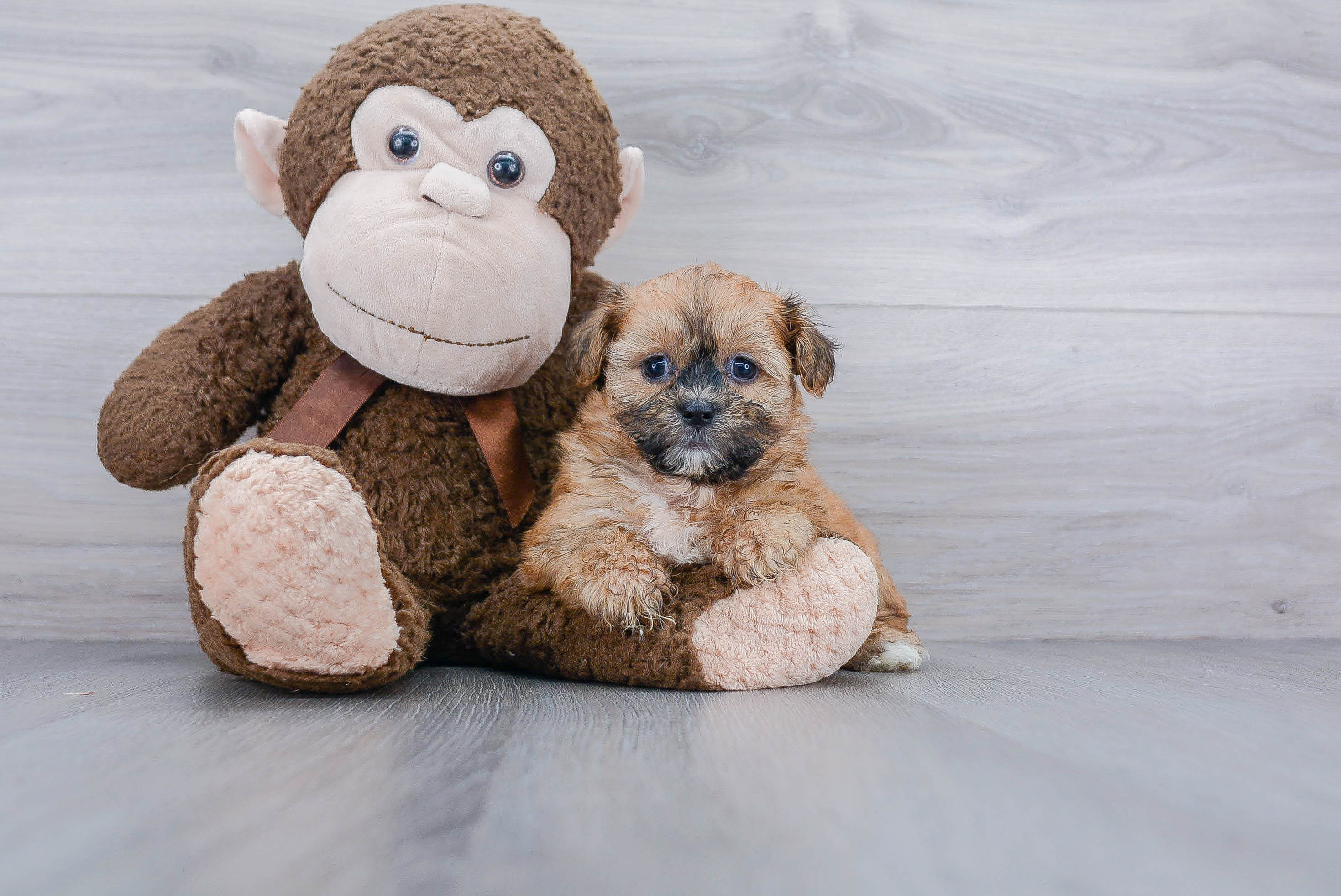 Friendly Teddy Bear Baby