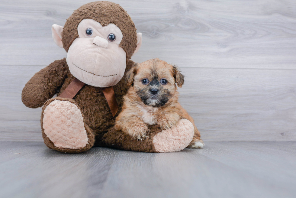 Friendly Teddy Bear Baby