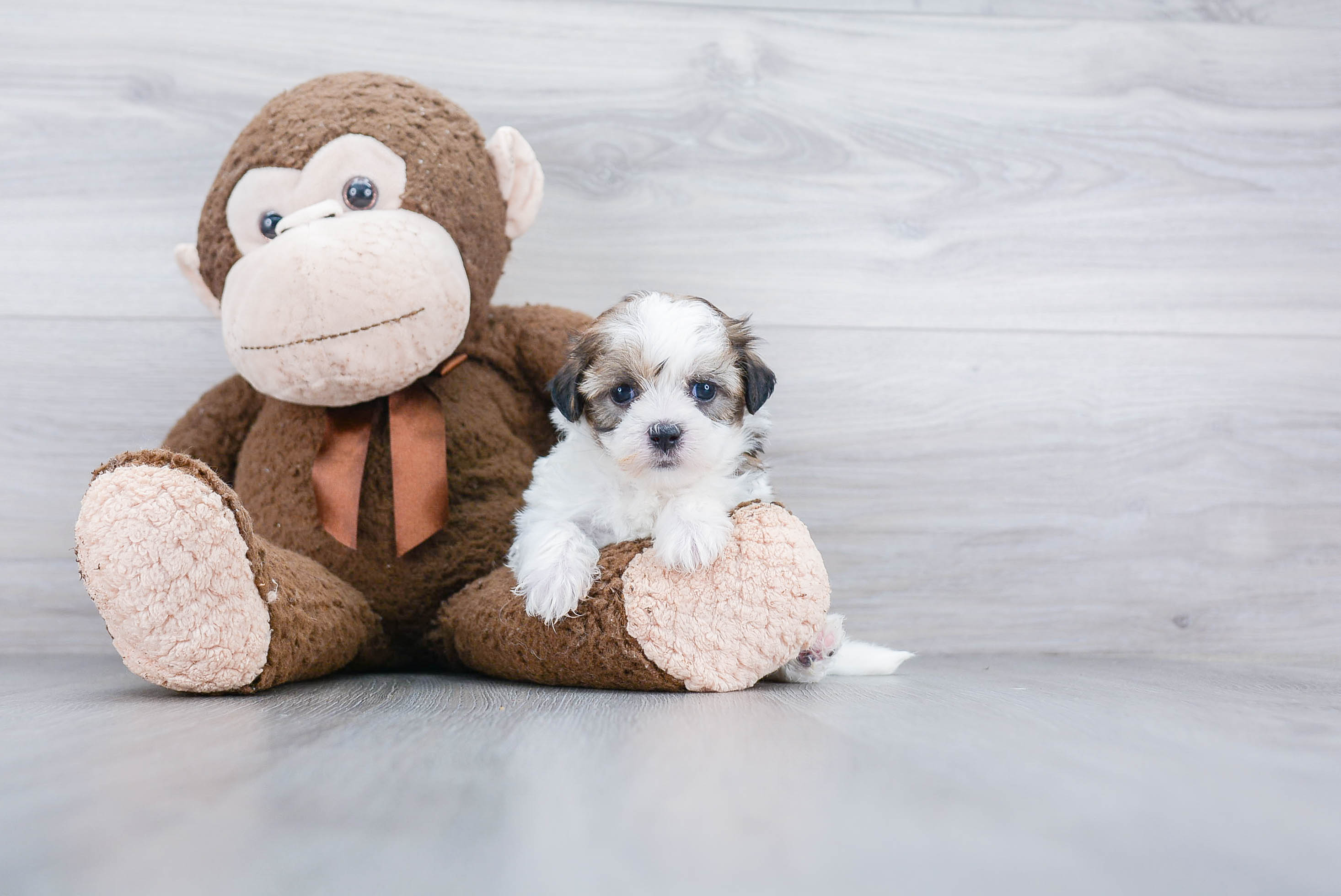 Best Teddy Bear Baby