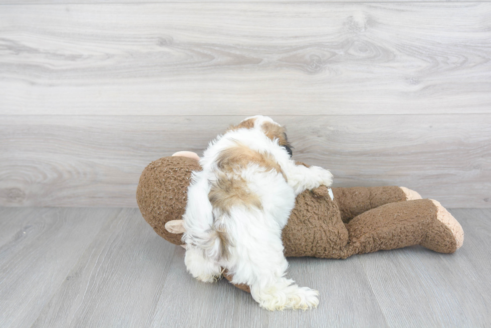 Teddy Bear Pup Being Cute