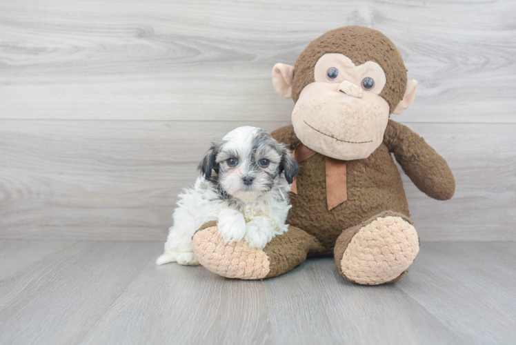 Fluffy Teddy Bear Designer Pup