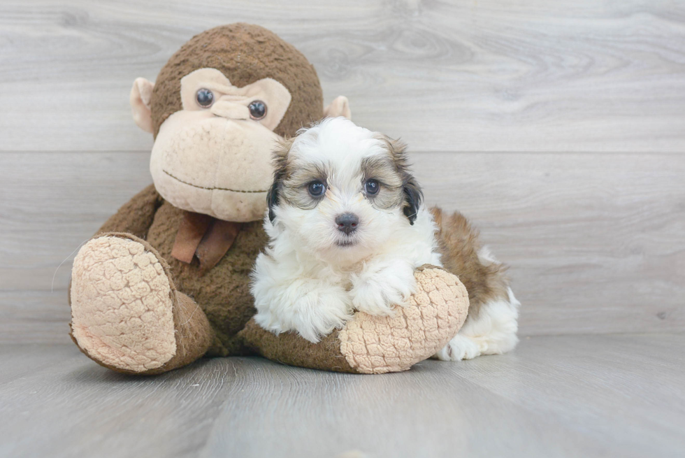 Cute Teddy Bear Baby