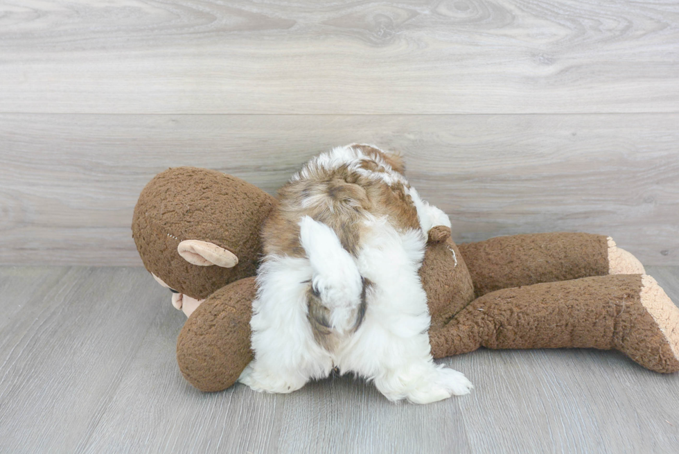 Cute Shichon Designer Puppy
