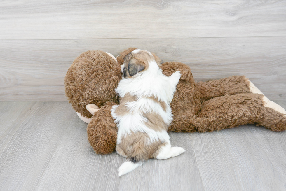 Teddy Bear Pup Being Cute