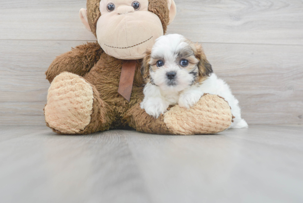 Funny Teddy Bear Designer Pup