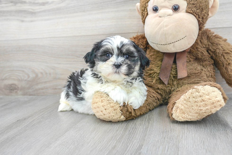 Friendly Teddy Bear Baby