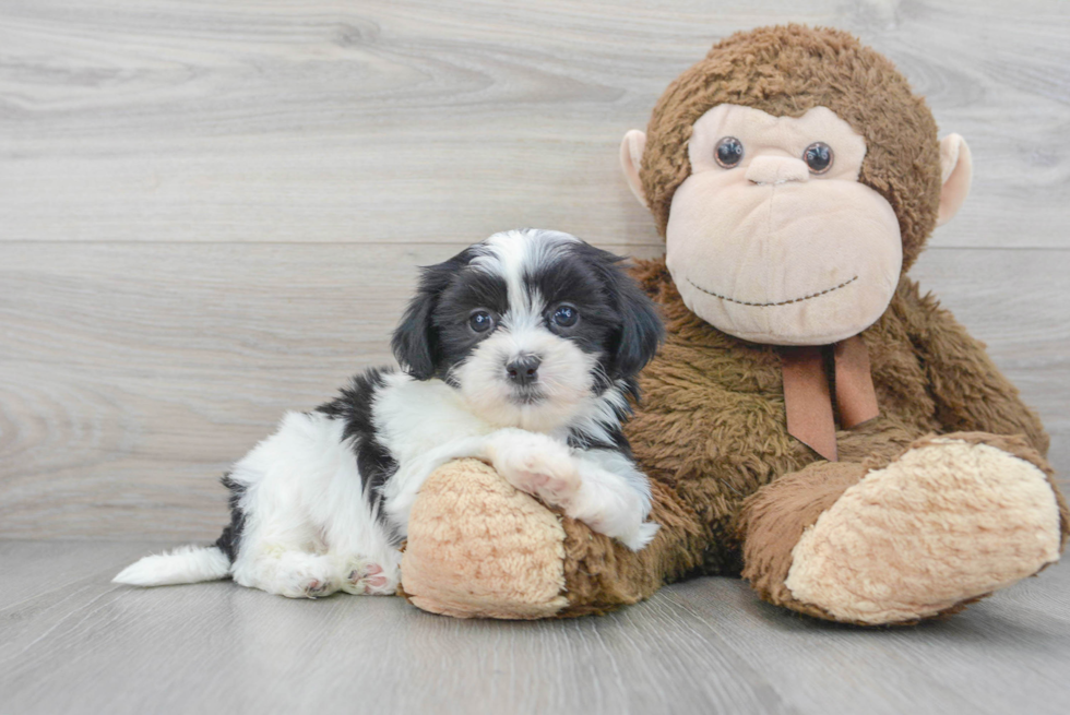 Fluffy Teddy Bear Designer Pup