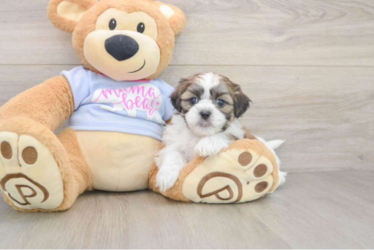 Friendly Teddy Bear Baby