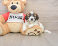 8 week old Teddy Bear Puppy For Sale - Premier Pups