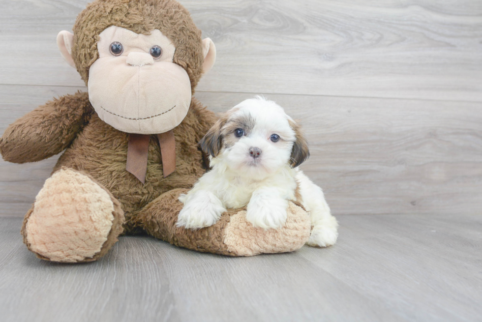 Teddy Bear Pup Being Cute