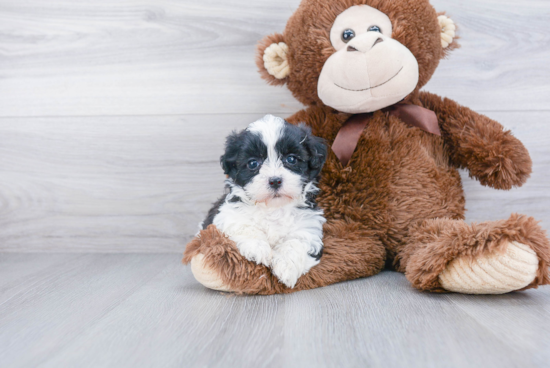 Little Shichon Designer Puppy