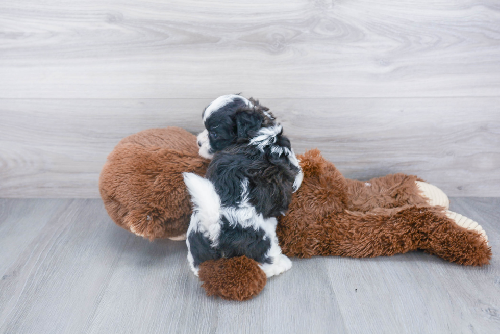 Teddy Bear Pup Being Cute