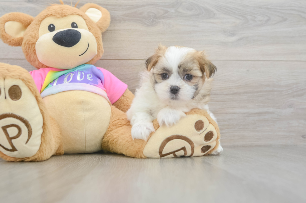 6 week old Teddy Bear Puppy For Sale - Premier Pups