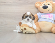 8 week old Teddy Bear Puppy For Sale - Premier Pups
