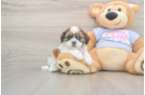 Teddy Bear Pup Being Cute