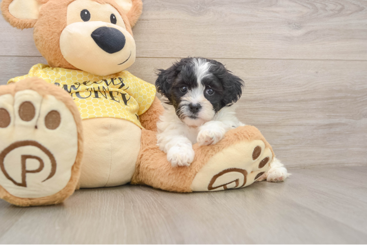 Friendly Teddy Bear Baby
