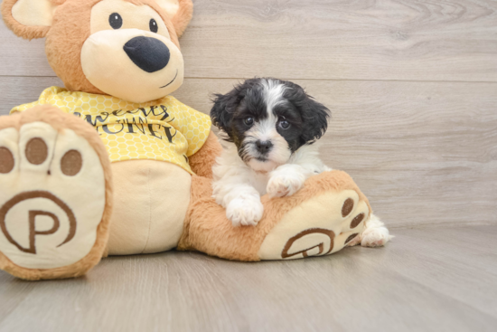 Friendly Teddy Bear Baby