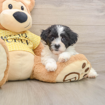 Friendly Teddy Bear Baby