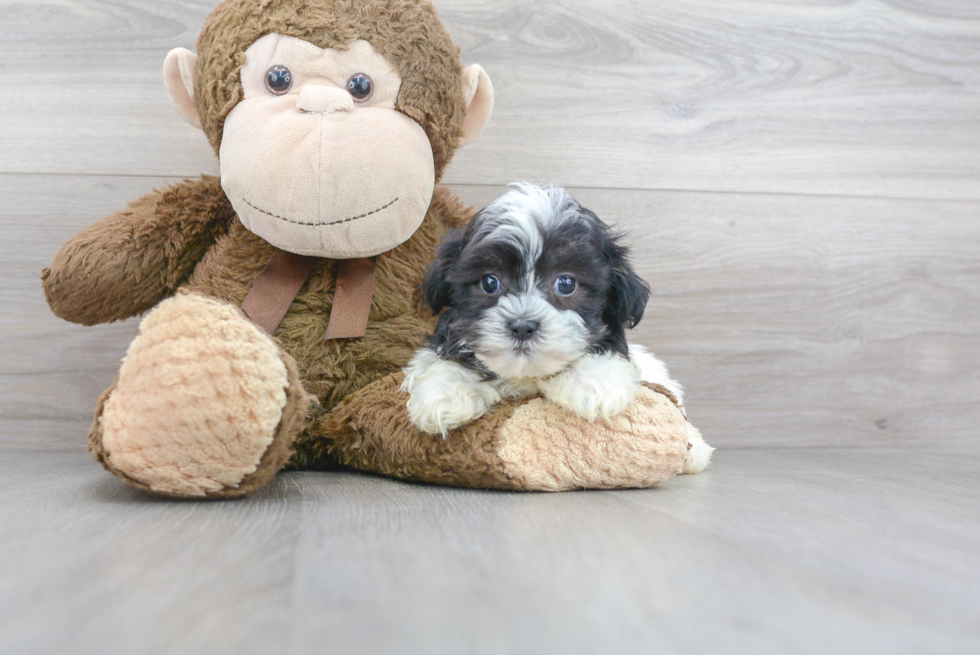 Teddy Bear Pup Being Cute