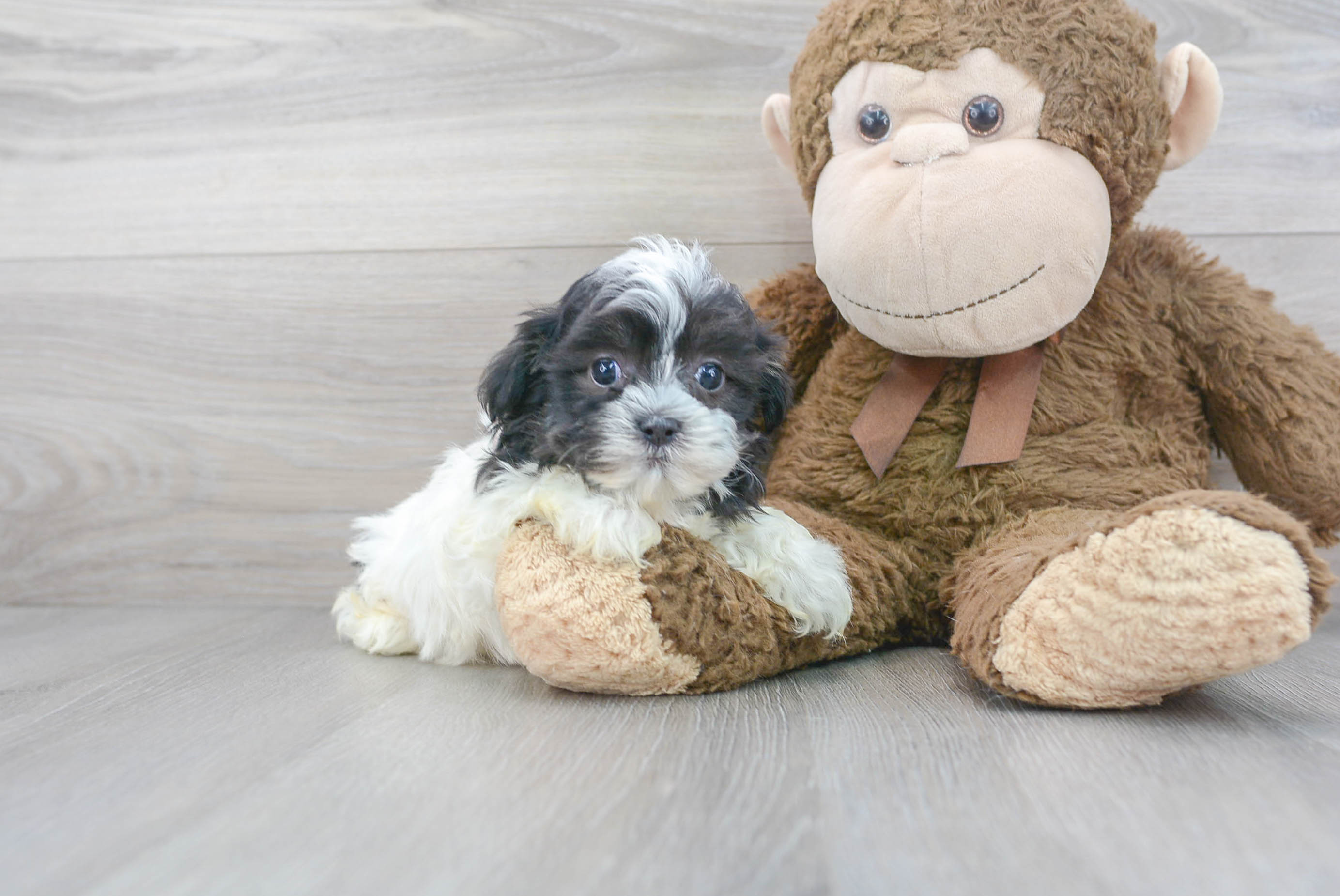 teddy-bear-darcy-