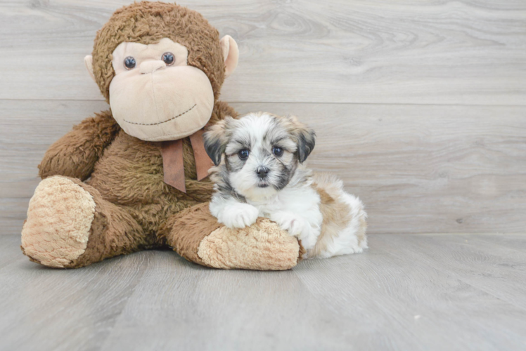 Teddy Bear Pup Being Cute