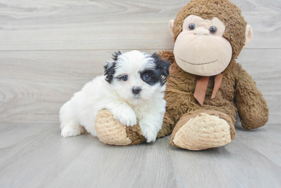 Fluffy Teddy Bear Designer Pup