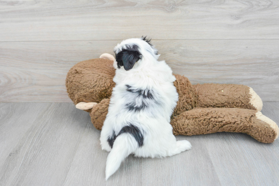 Teddy Bear Pup Being Cute