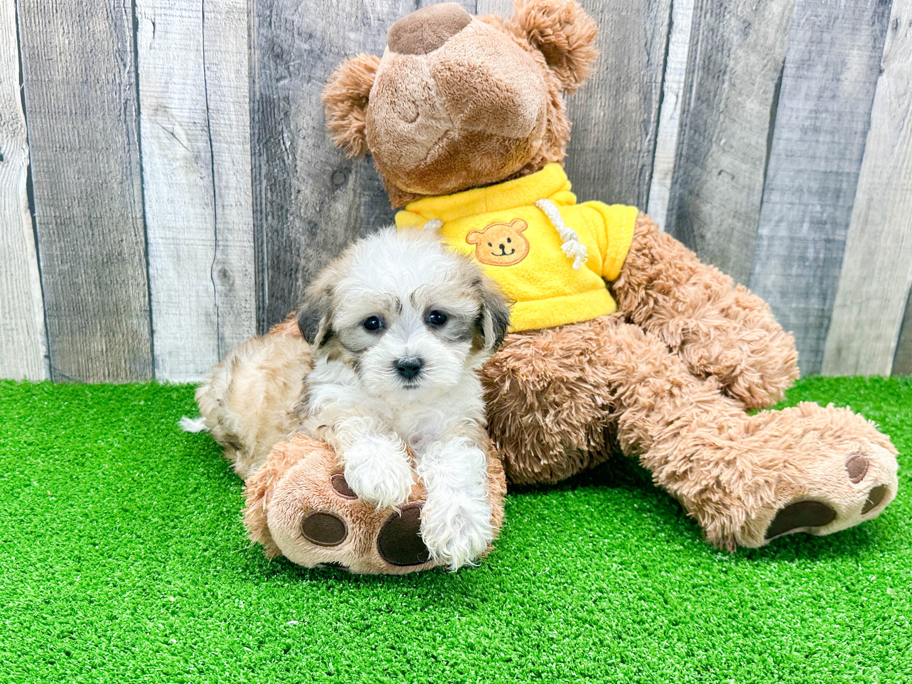 Energetic Shit Designer Puppy