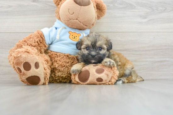 Teddy Bear Puppy for Adoption