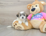 8 week old Teddy Bear Puppy For Sale - Premier Pups