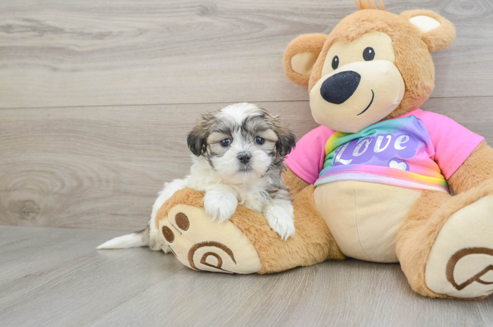 8 week old Teddy Bear Puppy For Sale - Premier Pups