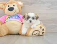 7 week old Teddy Bear Puppy For Sale - Premier Pups