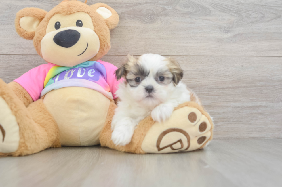 6 week old Teddy Bear Puppy For Sale - Premier Pups