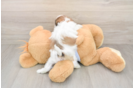 Funny Teddy Bear Designer Pup