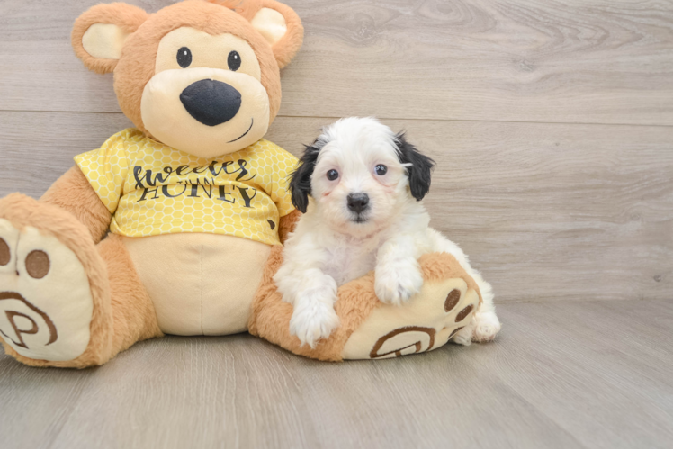 Best Teddy Bear Baby