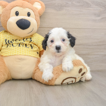 Best Teddy Bear Baby