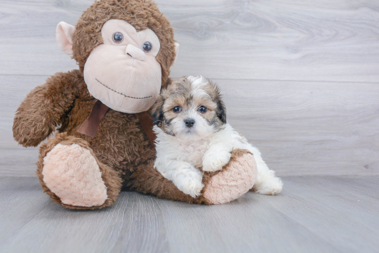 Fluffy Teddy Bear Designer Pup