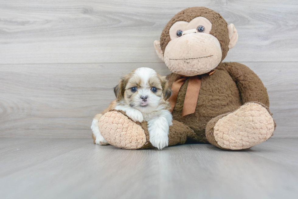 Teddy Bear Pup Being Cute