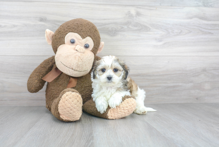 Popular Teddy Bear Designer Pup