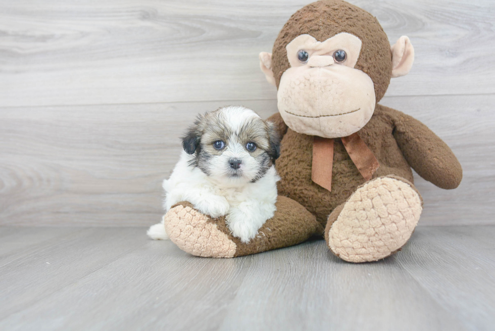 Teddy Bear Pup Being Cute