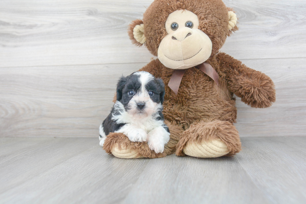 Teddy Bear Pup Being Cute