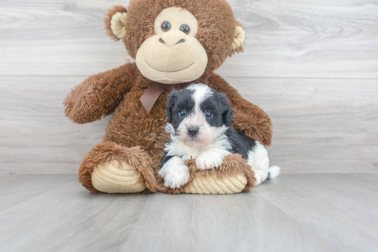 Small Teddy Bear Baby