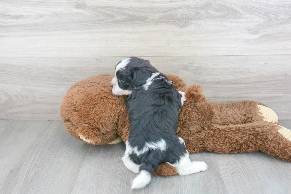 Teddy Bear Pup Being Cute
