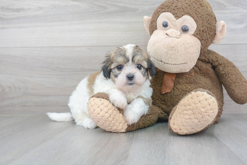 Teddy Bear Pup Being Cute