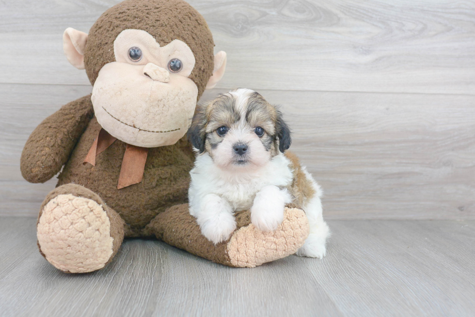 Teddy Bear Pup Being Cute